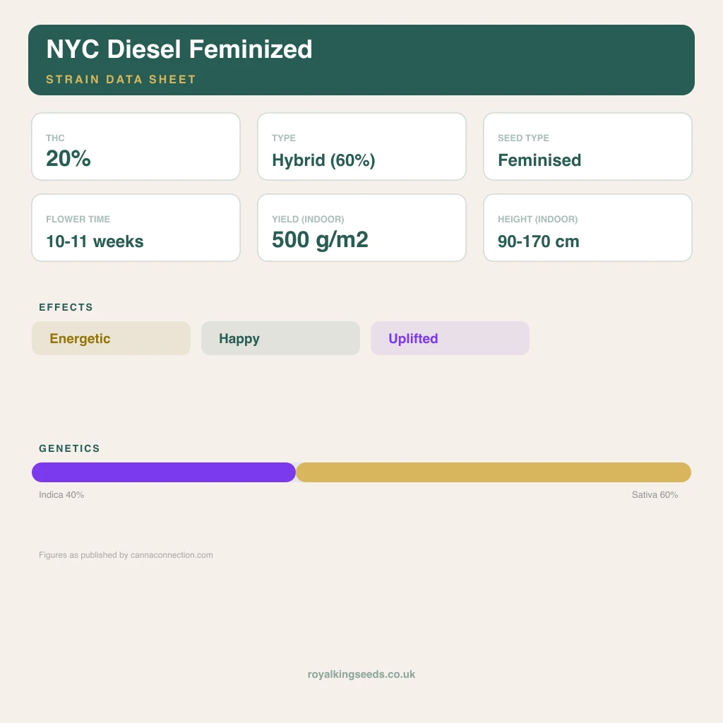 NYC Diesel 40% indica / 60% sativa flower with visible trichomes