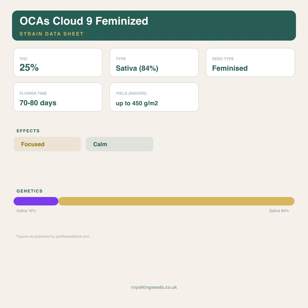 OCAs Cloud 9 16% indica / 84% sativa flower with visible trichomes