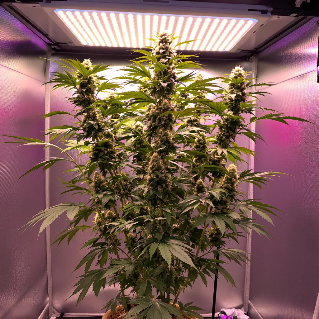 OG Chem 30% indica / 70% sativa flower with visible trichomes