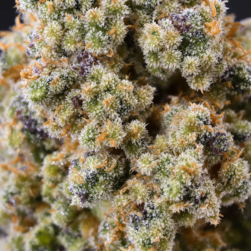 OG Kush cannabis bud close-up showing balanced bud structure with frosted trichomes