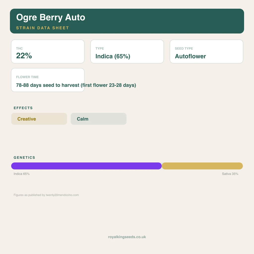 Ogre Berry 65% indica / 35% sativa flower with visible trichomes