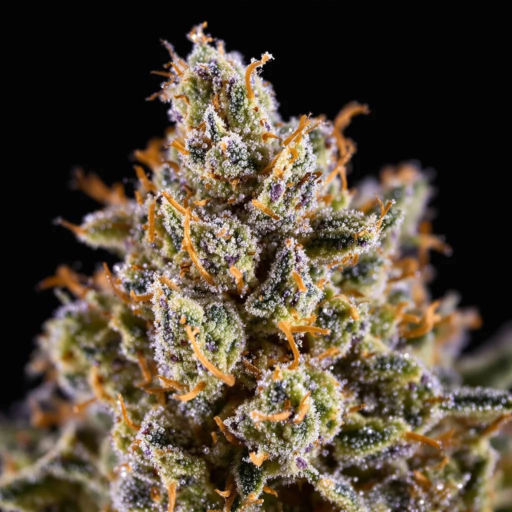 Opium cannabis bud close-up showing dense forest-green nugs