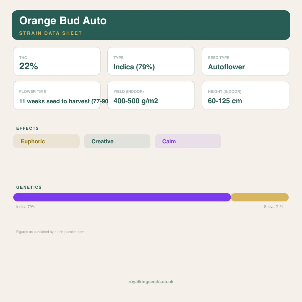 Orange Bud 79% indica / 21% sativa flower with visible trichomes