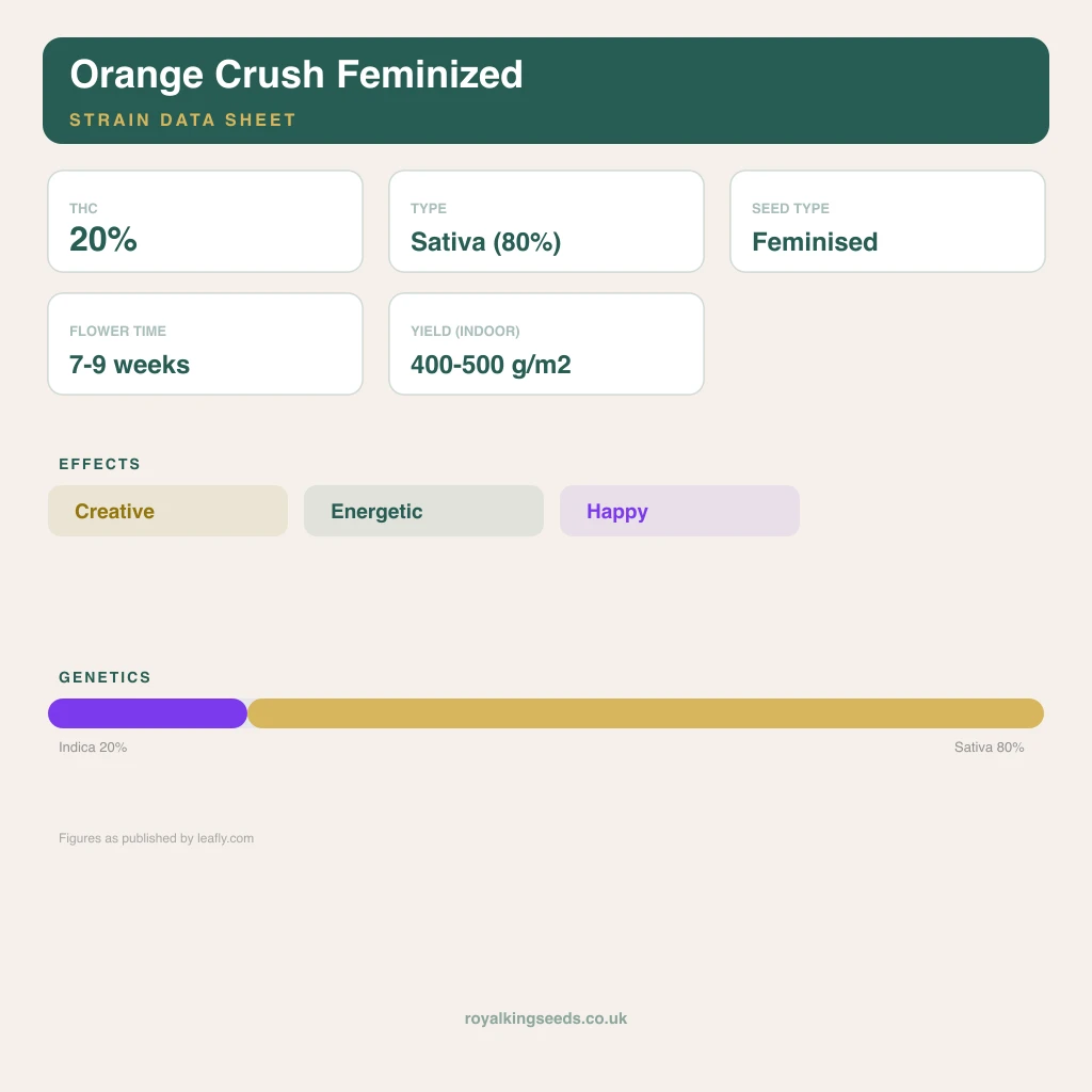 Orange Crush 20% indica / 80% sativa flower with visible trichomes