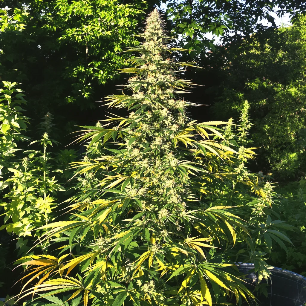 Orange Crush 20% indica / 80% sativa flower with visible trichomes