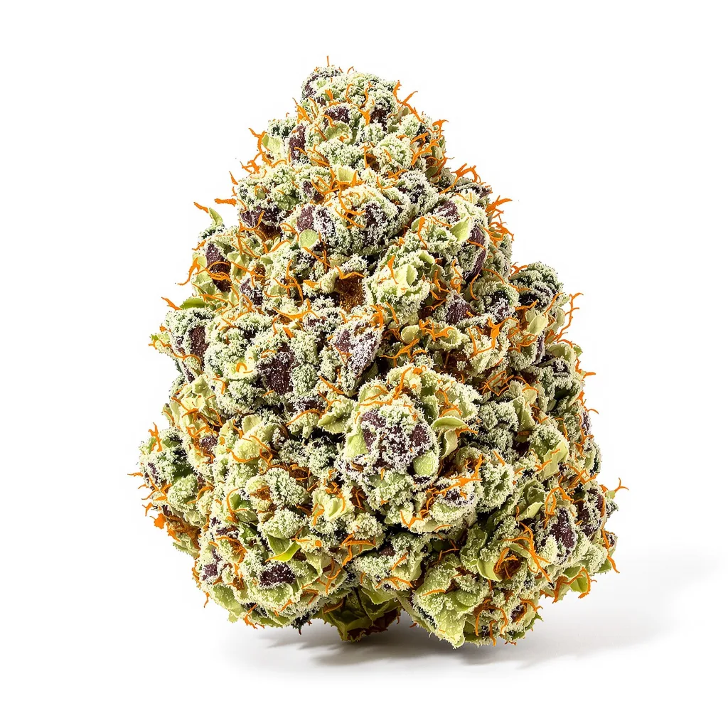 Orange Haze cannabis plant in flowering stage — 120-180 cm feminised