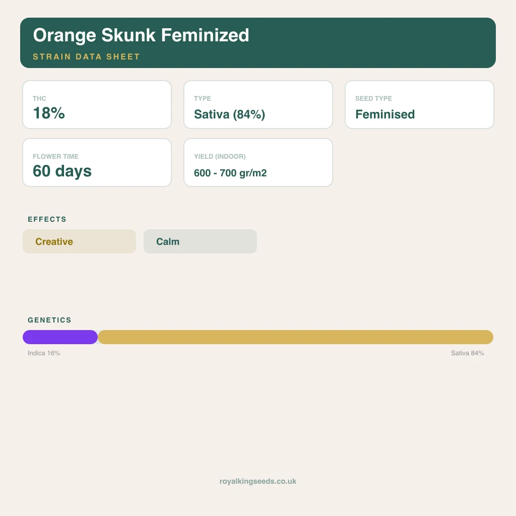 Orange Skunk 16% indica / 84% sativa flower with visible trichomes