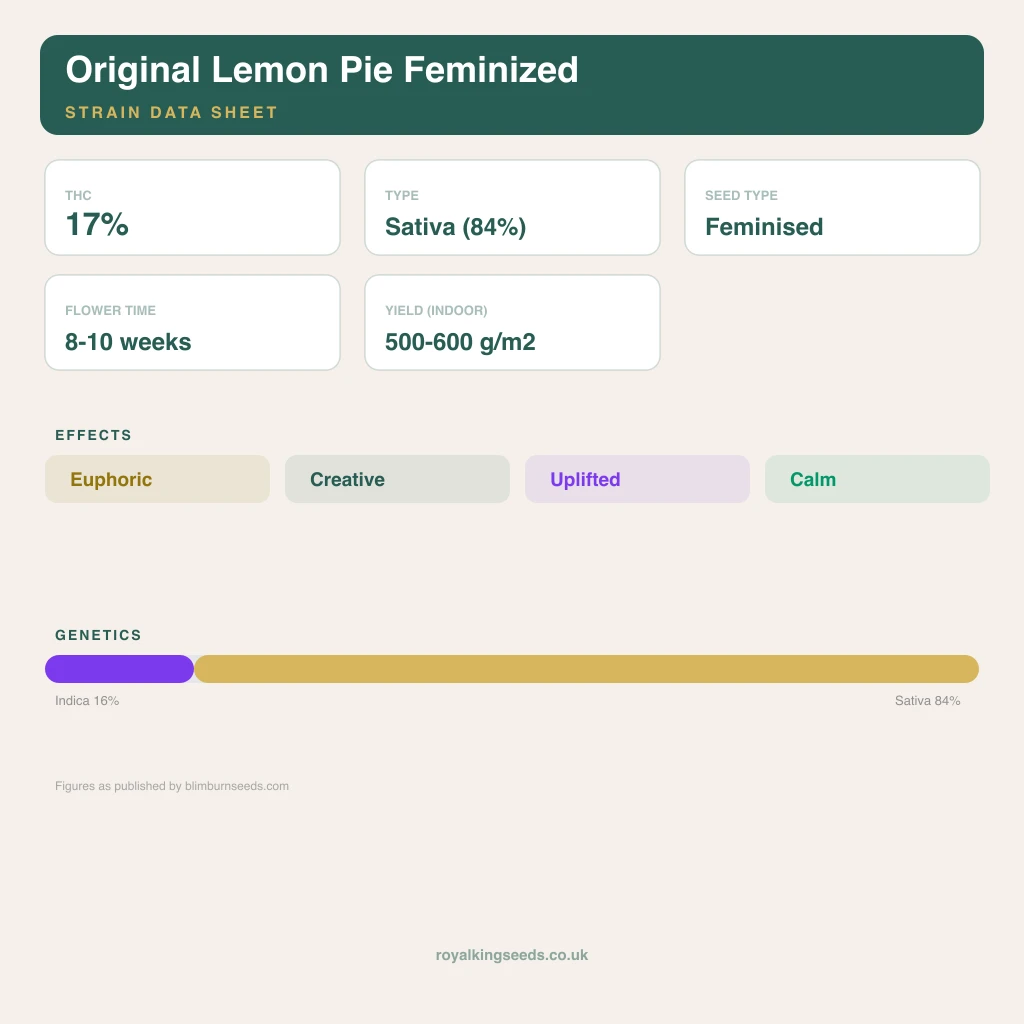 Original Lemon Pie 16% indica / 84% sativa flower with visible trichomes