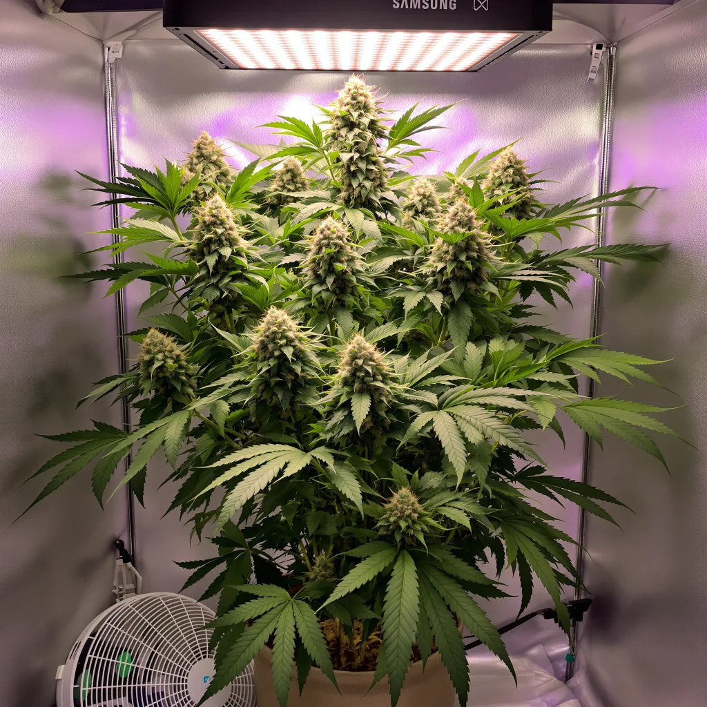 Ortega 75% indica / 25% sativa flower with visible trichomes