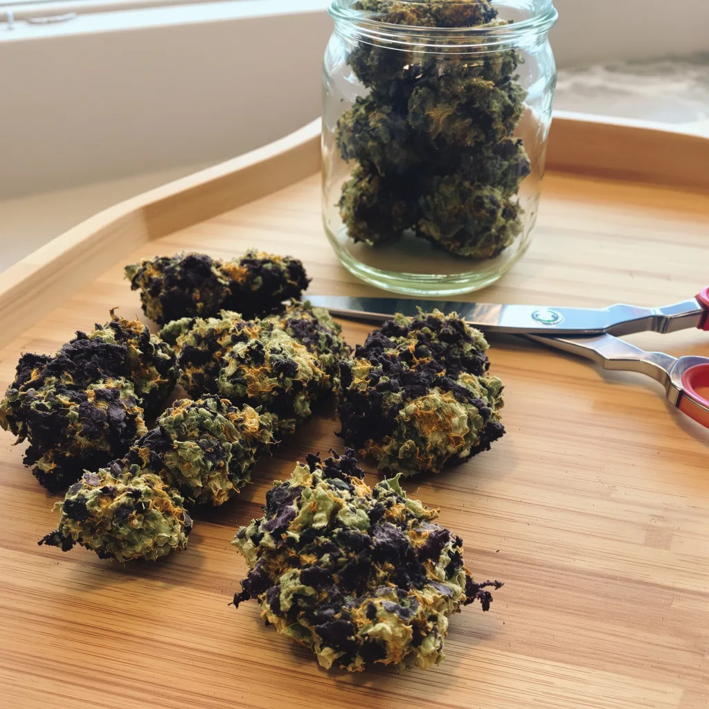 Ortega 75% indica / 25% sativa flower with visible trichomes