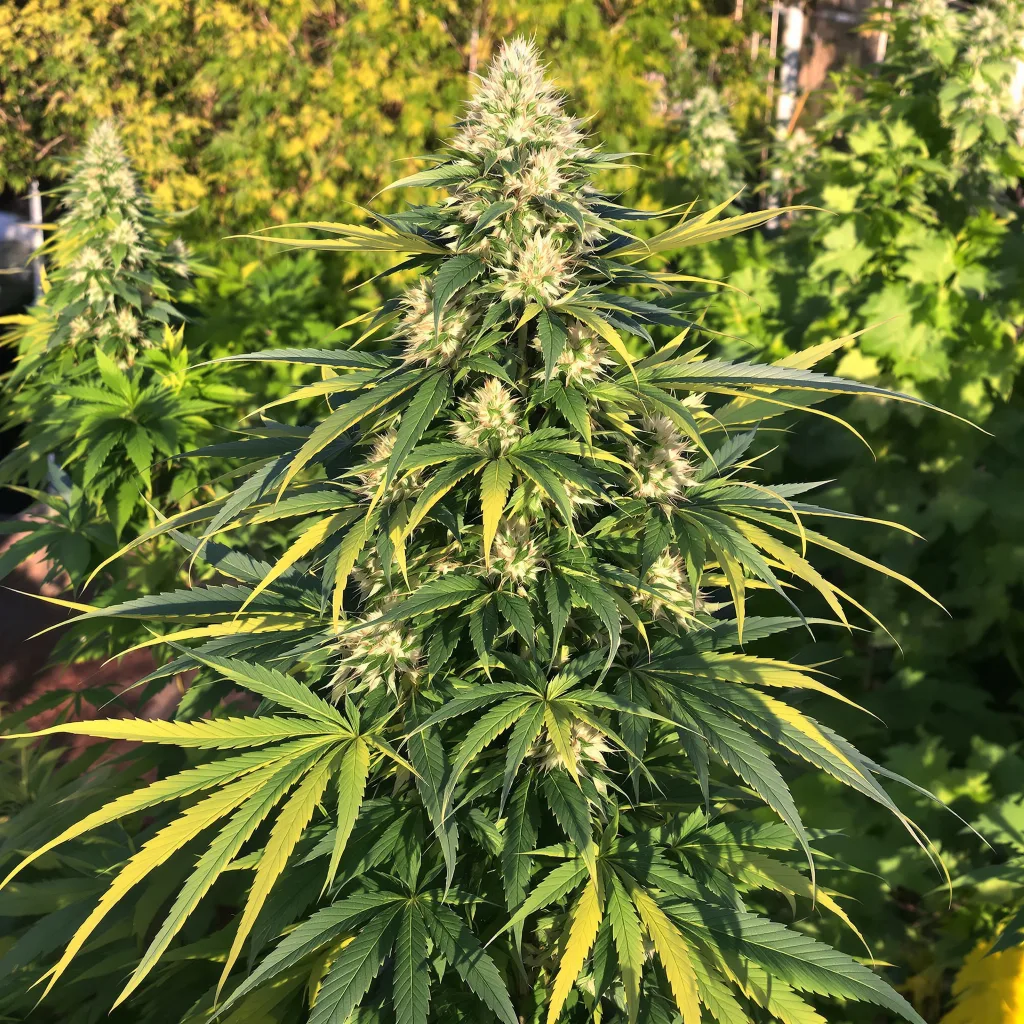 Ortega 75% indica / 25% sativa flower with visible trichomes