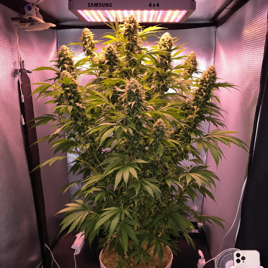 Panama 12% indica / 88% sativa flower with visible trichomes