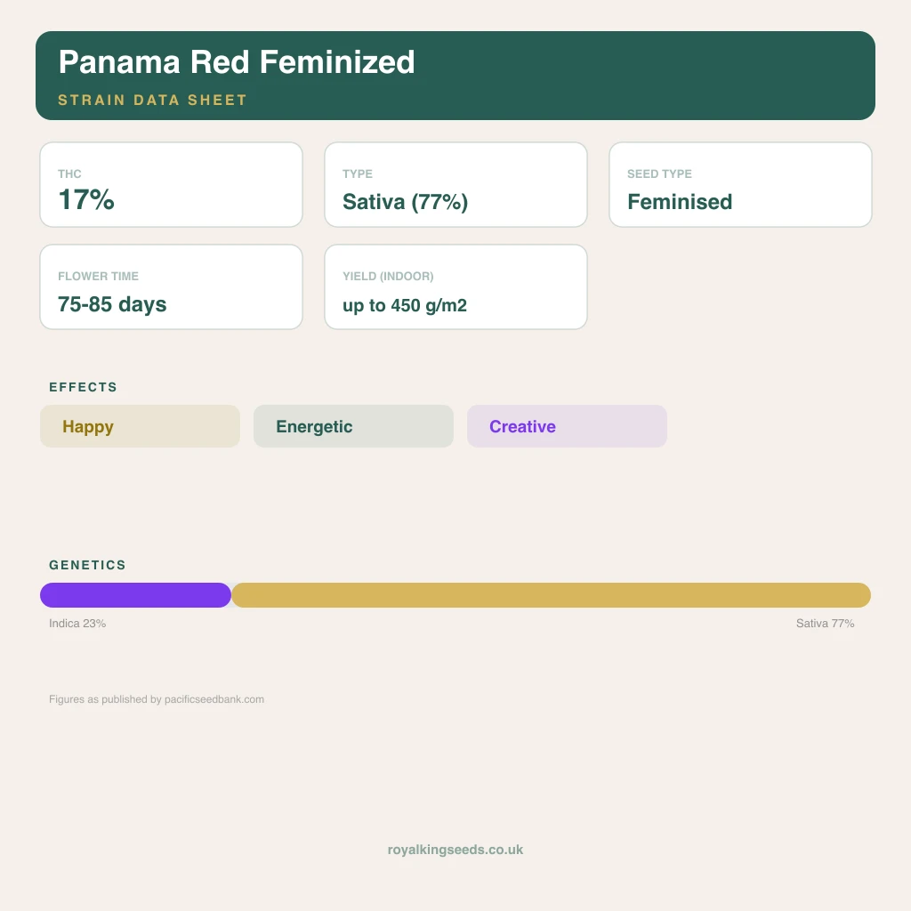 Panama Red 23% indica / 77% sativa flower with visible trichomes