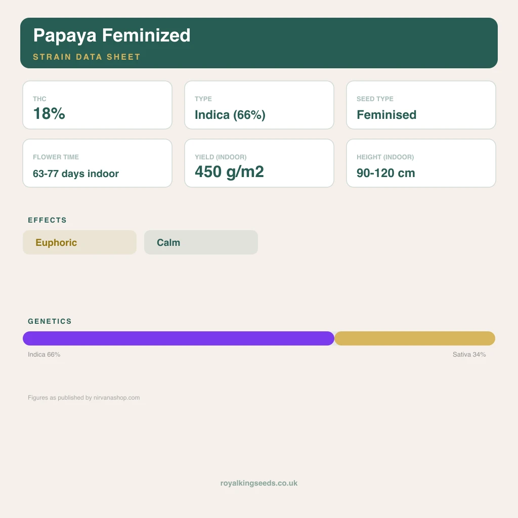 Papaya 66% indica / 34% sativa flower with visible trichomes
