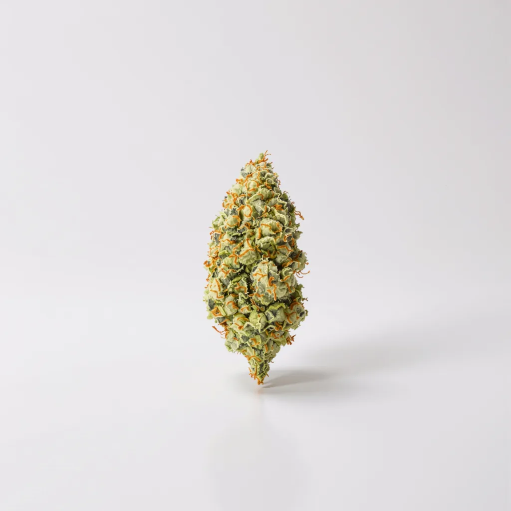Pennywise CBD cannabis plant in flowering stage — 120-180 cm feminised