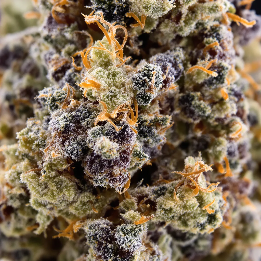 Pennywise cannabis bud close-up showing dense purple-tinged calyxes