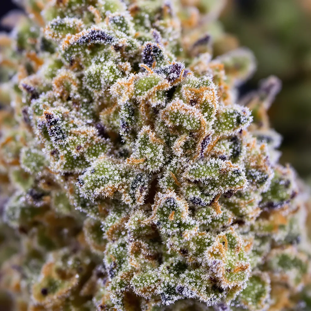 Phantom Cookies cannabis bud close-up showing open-bud structure with orange pistils