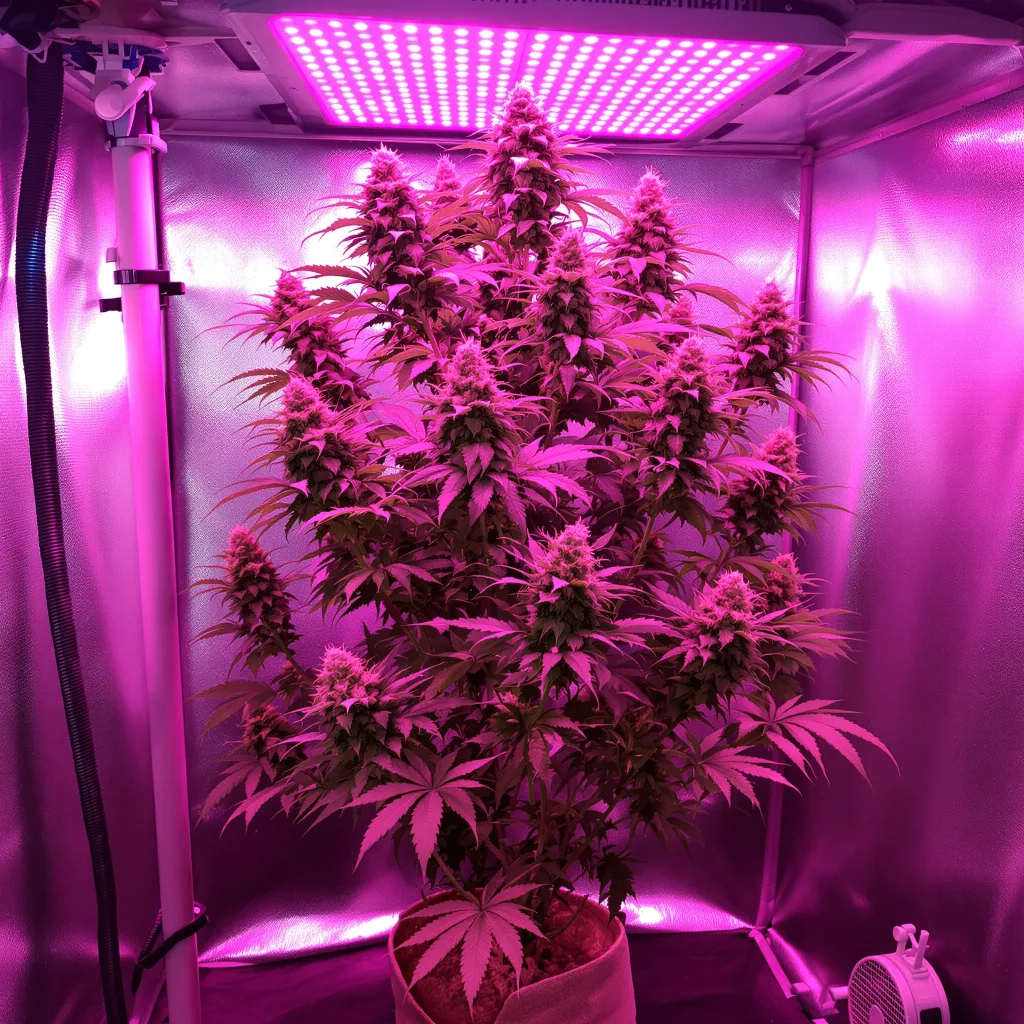 Phantom Cookies 40% indica / 60% sativa flower with visible trichomes