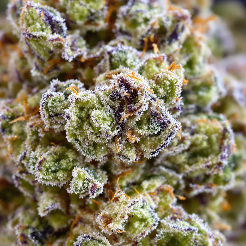 Pie Scream cannabis bud close-up showing balanced bud structure with frosted trichomes