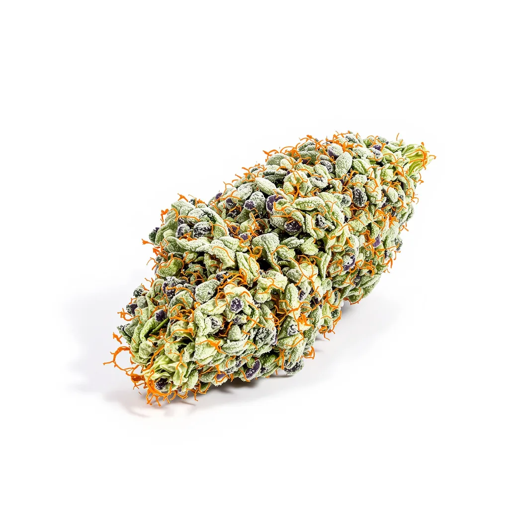 Pie Scream cannabis plant in flowering stage — 120-180 cm feminised