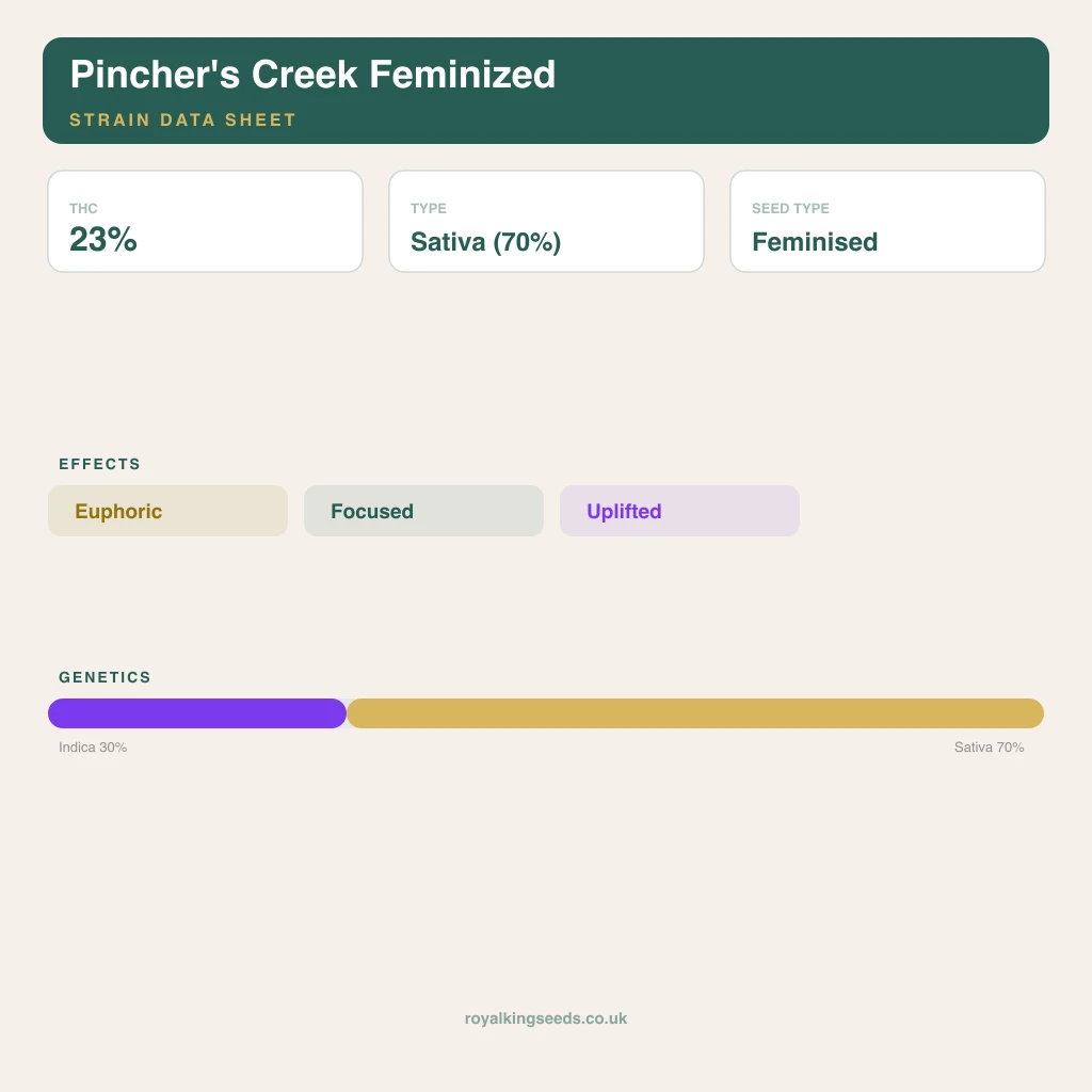 Pincher's Creek 30% indica / 70% sativa flower with visible trichomes