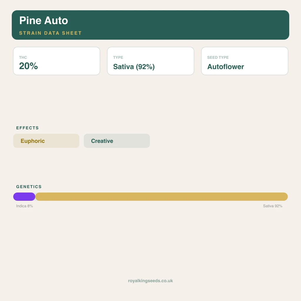Pine 8% indica / 92% sativa flower with visible trichomes