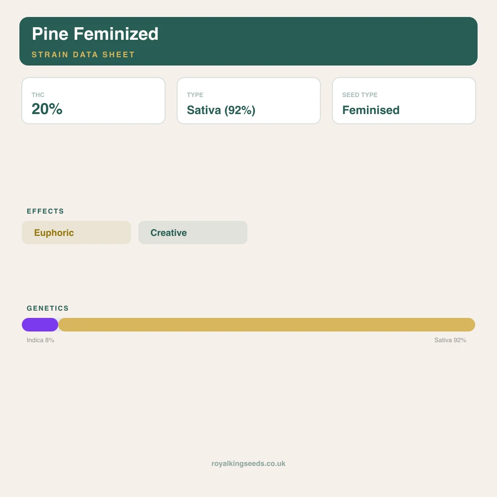 Pine 8% indica / 92% sativa flower with visible trichomes