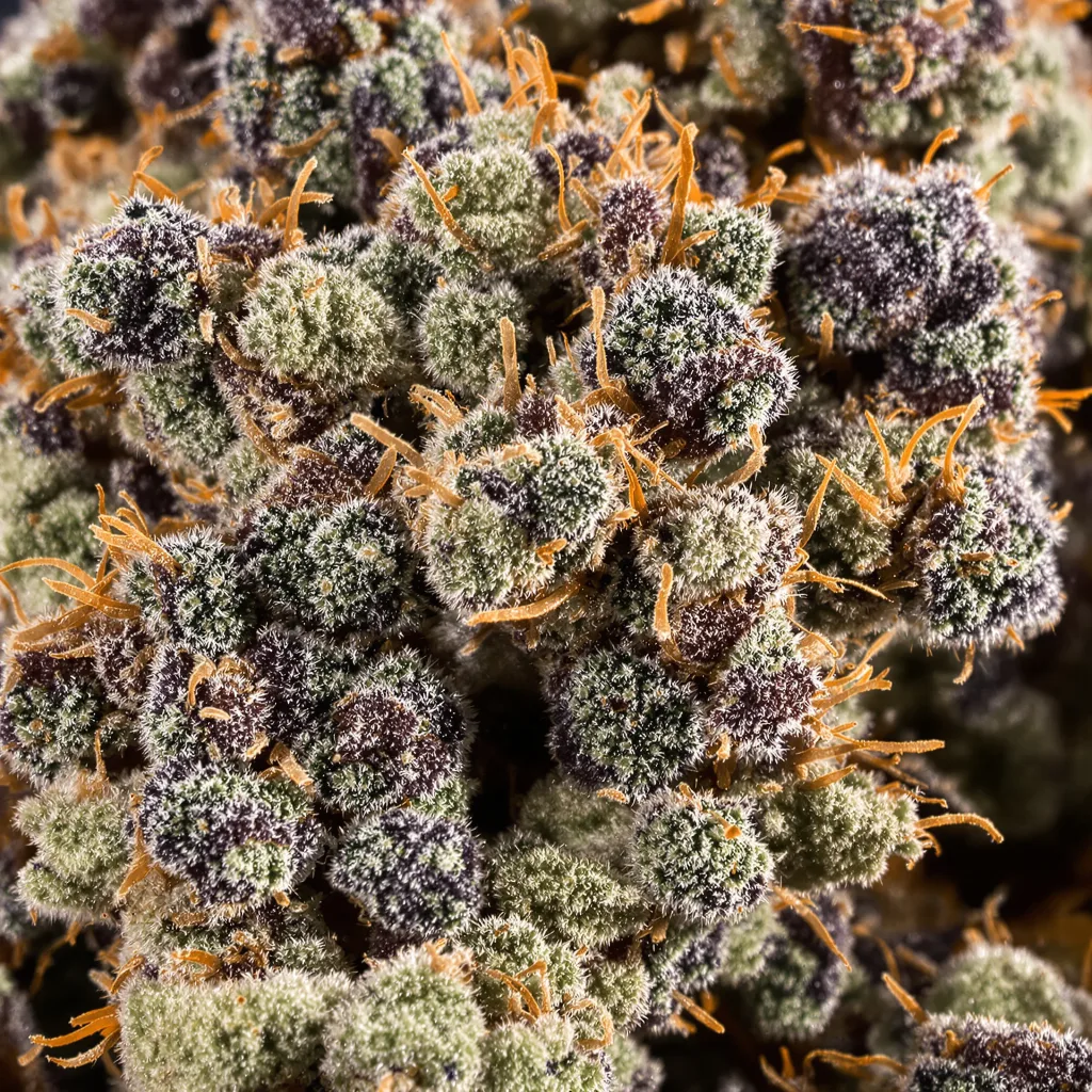 Pine Tar Kush cannabis bud close-up showing dense purple-tinged calyxes