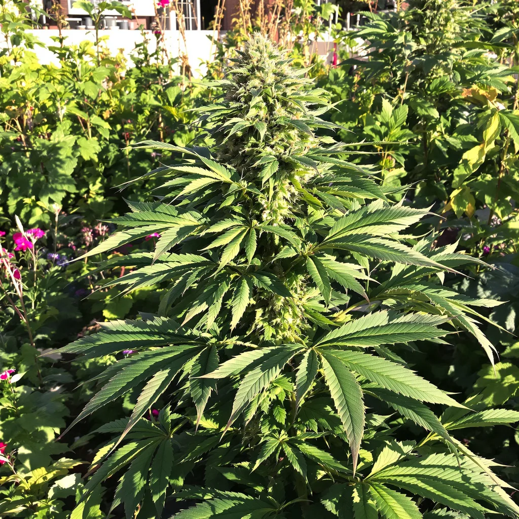 Pine Tar Kush 65% indica / 35% sativa flower with visible trichomes