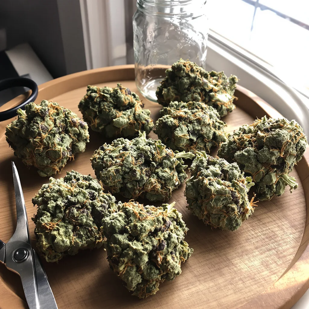Pineapple Diesel 50% indica / 50% sativa flower with visible trichomes