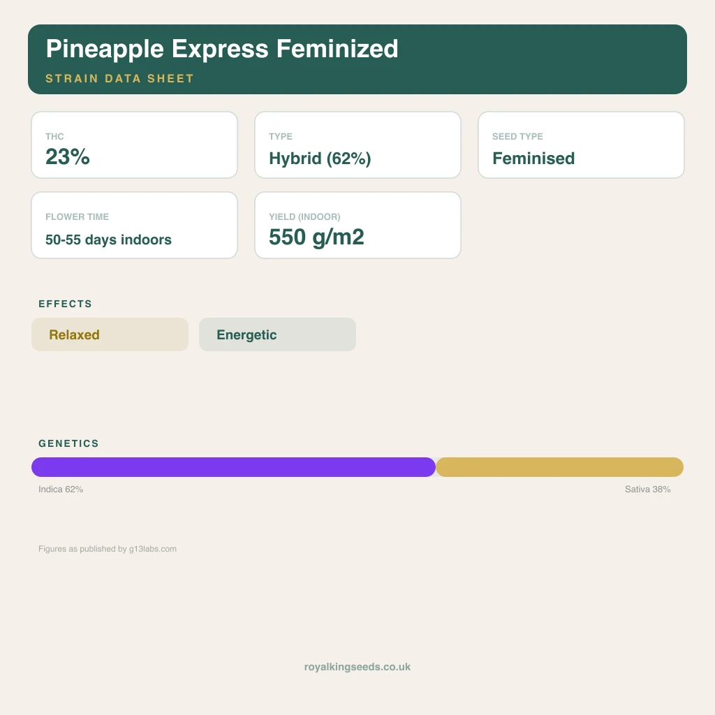 Pineapple Express 62% indica / 38% sativa flower with visible trichomes