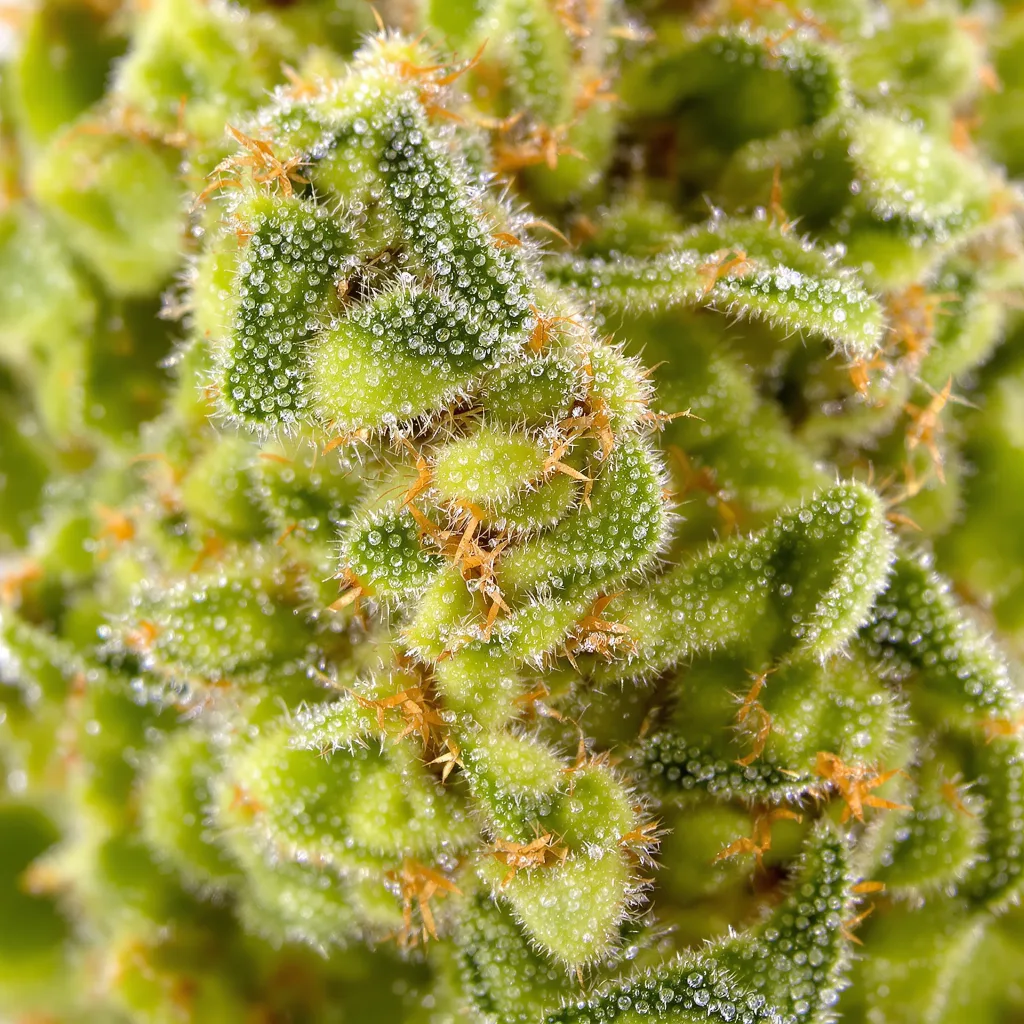 Pineapple Jack cannabis bud close-up showing lime-green airy structure
