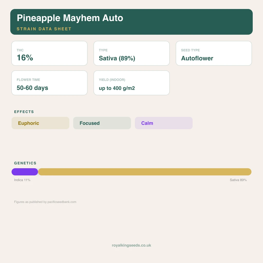 Pineapple Mayhem 11% indica / 89% sativa flower with visible trichomes