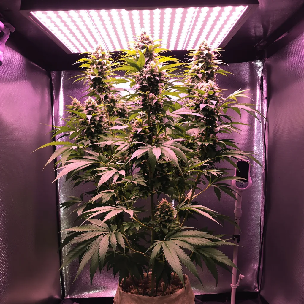 Pineapple Trainwreck 20% indica / 80% sativa flower with visible trichomes