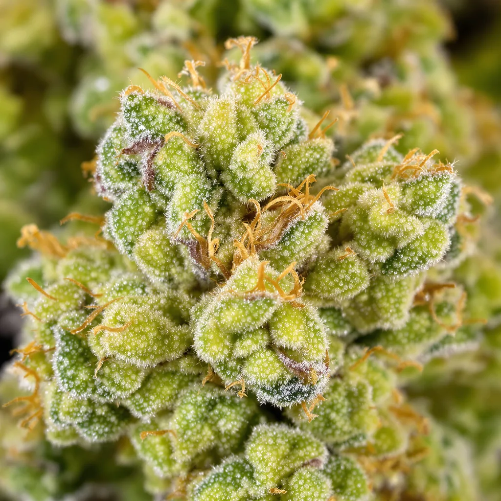 Pineapple Trainwreck cannabis bud close-up showing lime-green airy structure