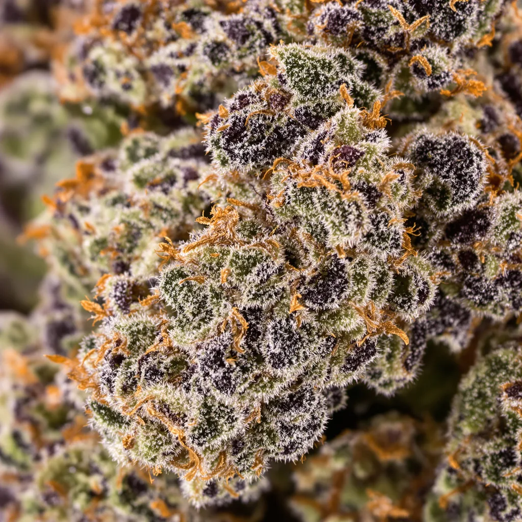 Pink Bubba cannabis bud close-up showing dense purple-tinged calyxes