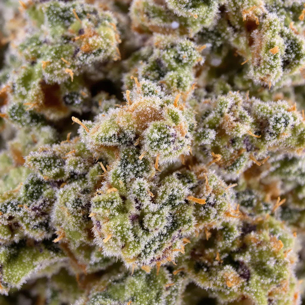 Pink Pez cannabis bud close-up showing dense forest-green nugs