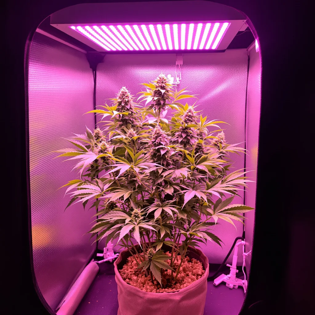 Pinkman Goo 80% indica / 20% sativa flower with visible trichomes