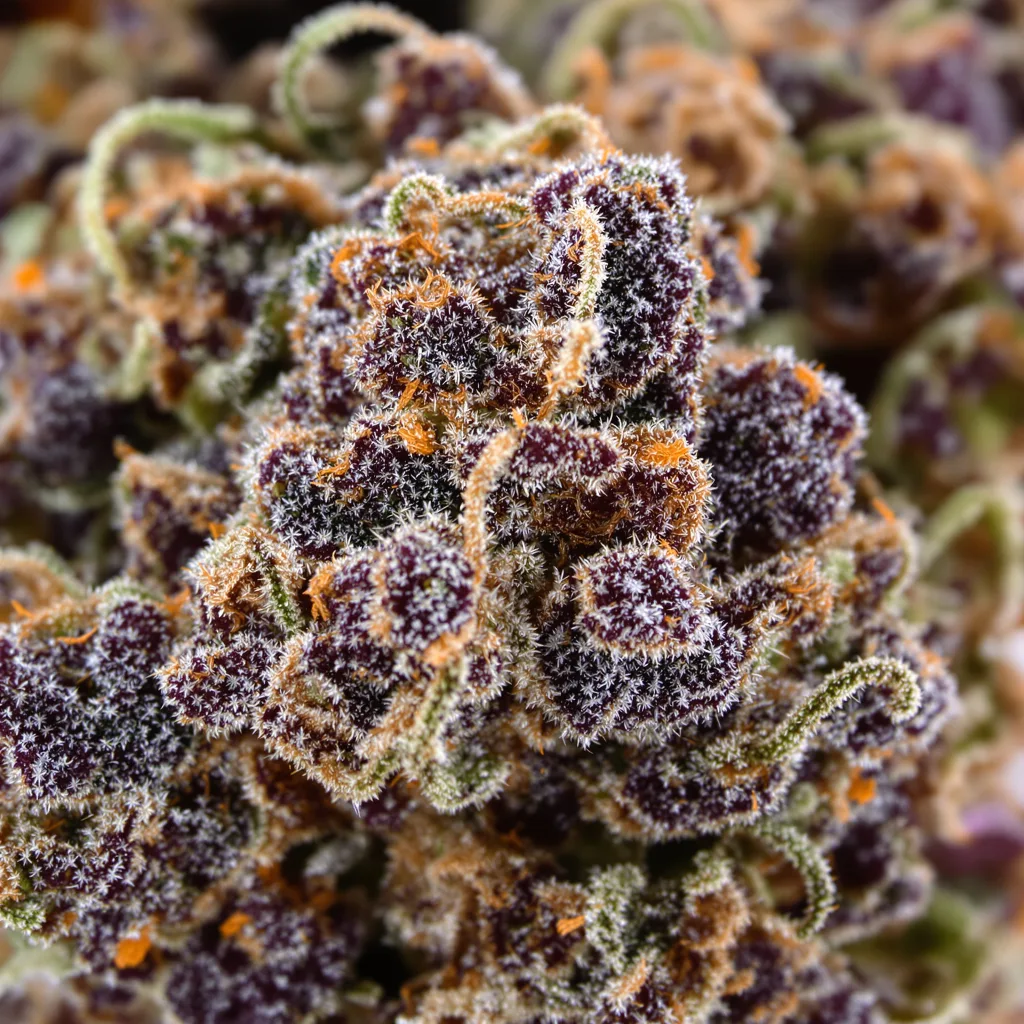Pinkman Goo cannabis bud close-up showing dense purple-tinged calyxes