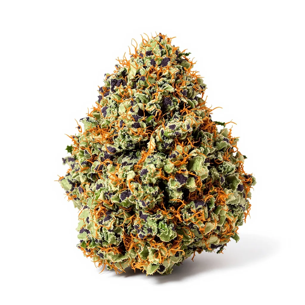 Pitbull Pit cannabis plant in flowering stage — 60-100 cm autoflower
