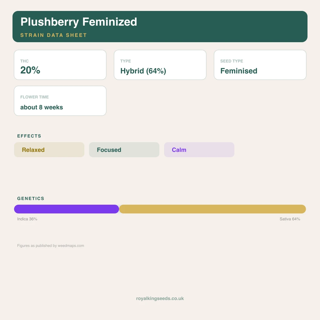 Plushberry 36% indica / 64% sativa flower with visible trichomes