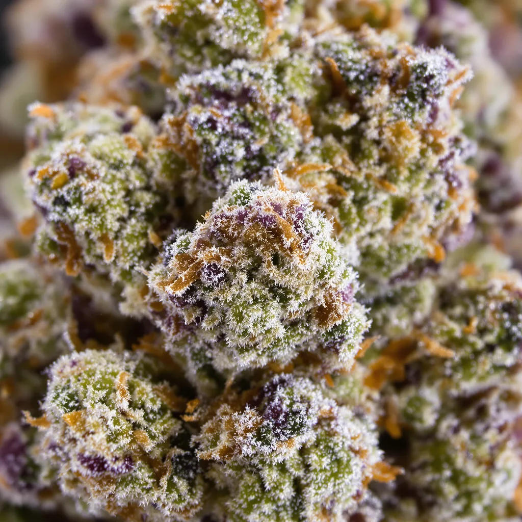Plushberry cannabis bud close-up showing open-bud structure with orange pistils