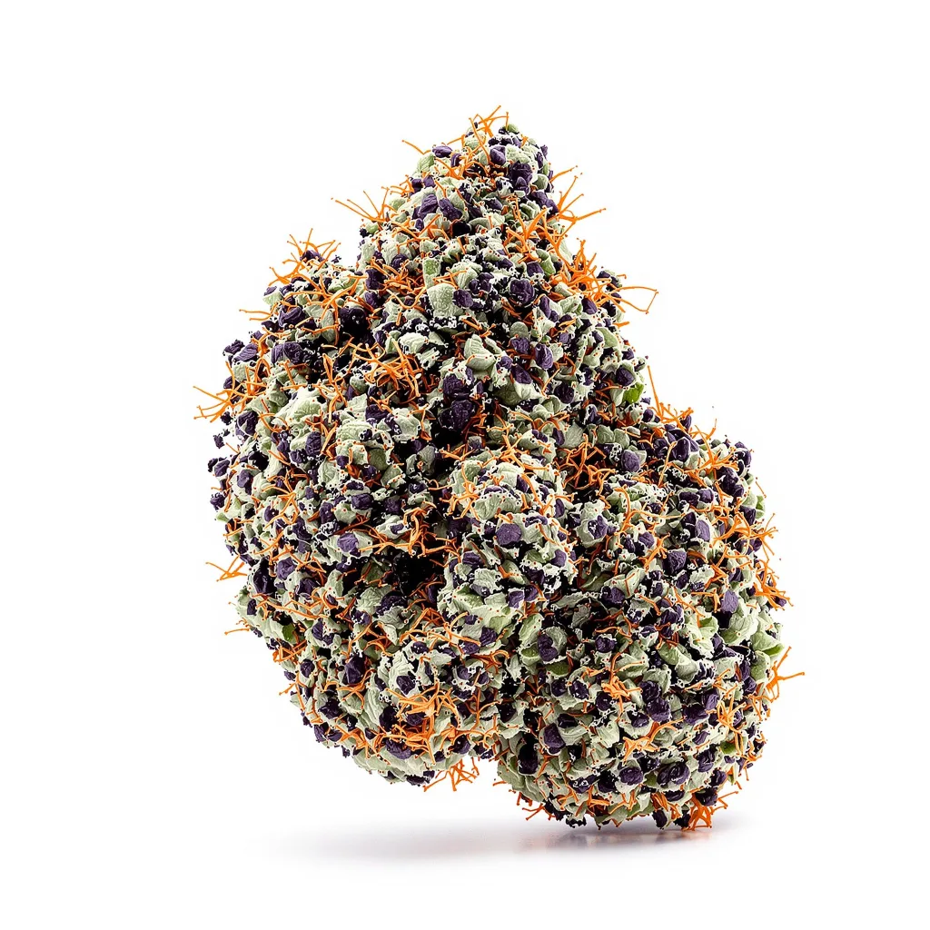 Pluto Kush cannabis plant in flowering stage — 60-100 cm autoflower