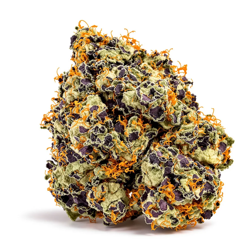 Pluto Kush cannabis plant in flowering stage — 90-130 cm feminised