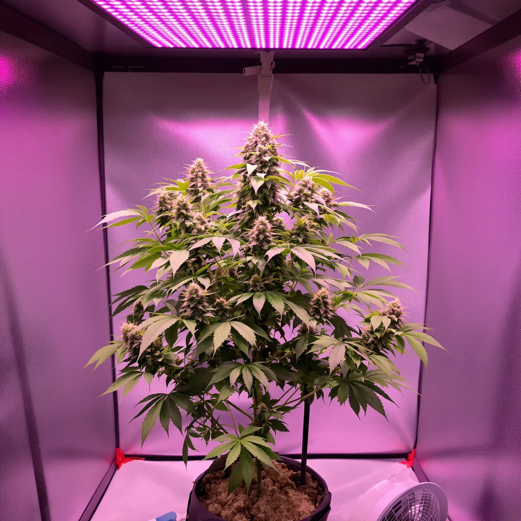 Pokie 67% indica / 33% sativa flower with visible trichomes