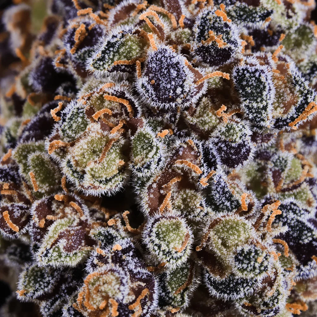 Pokie cannabis bud close-up showing dense purple-tinged calyxes