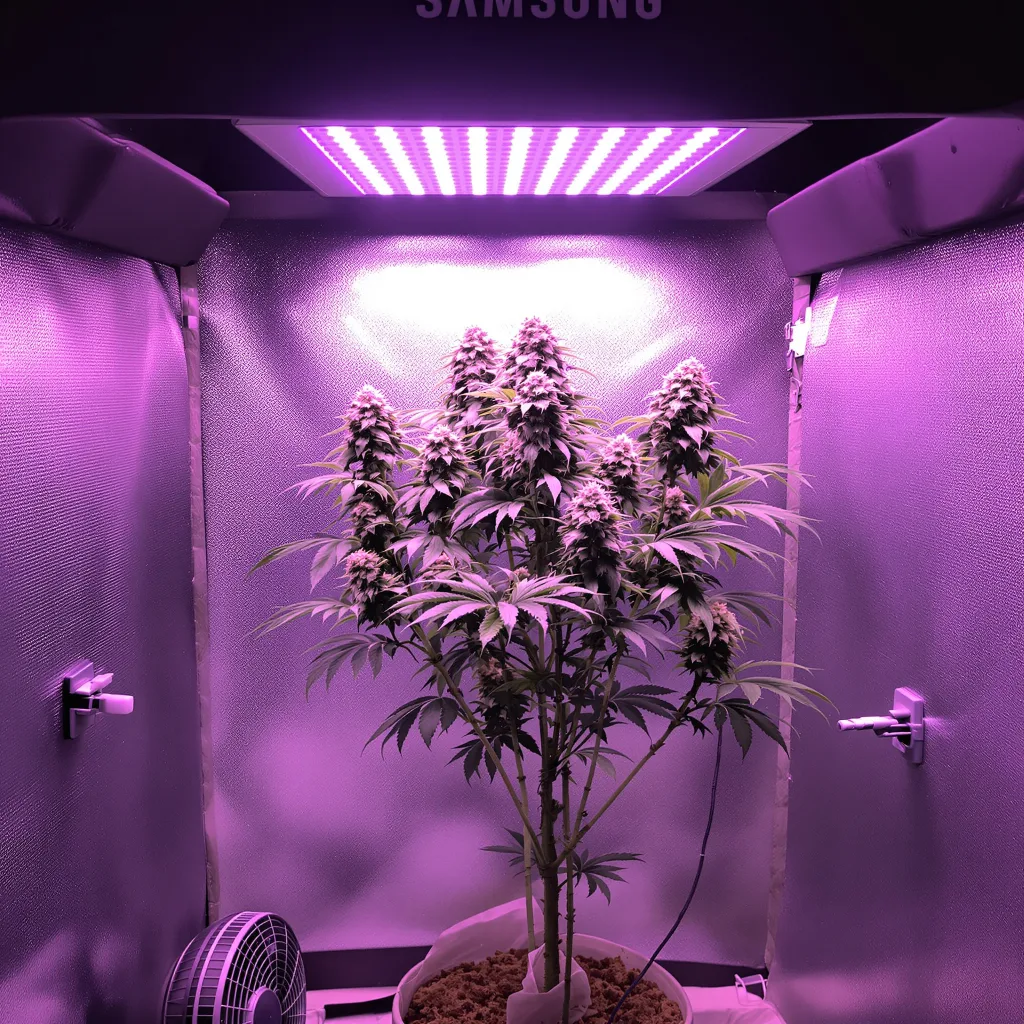 Pop Rox 42% indica / 58% sativa flower with visible trichomes