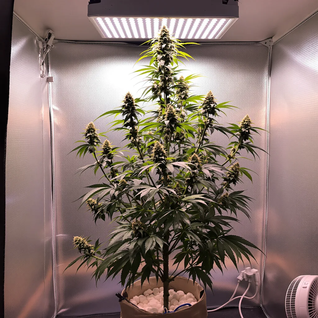 Project Blue Book 12% indica / 88% sativa flower with visible trichomes