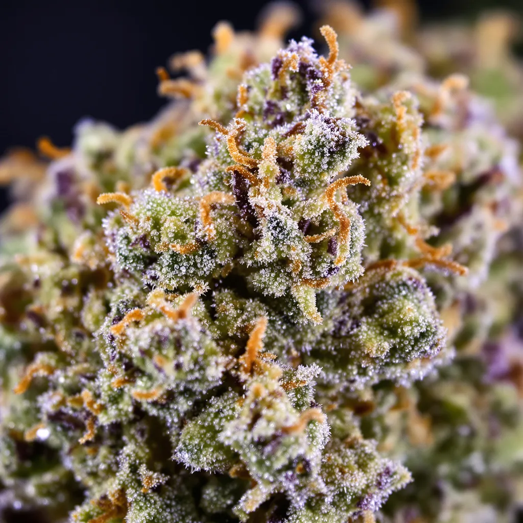 Punch Pie cannabis bud close-up showing balanced bud structure with frosted trichomes