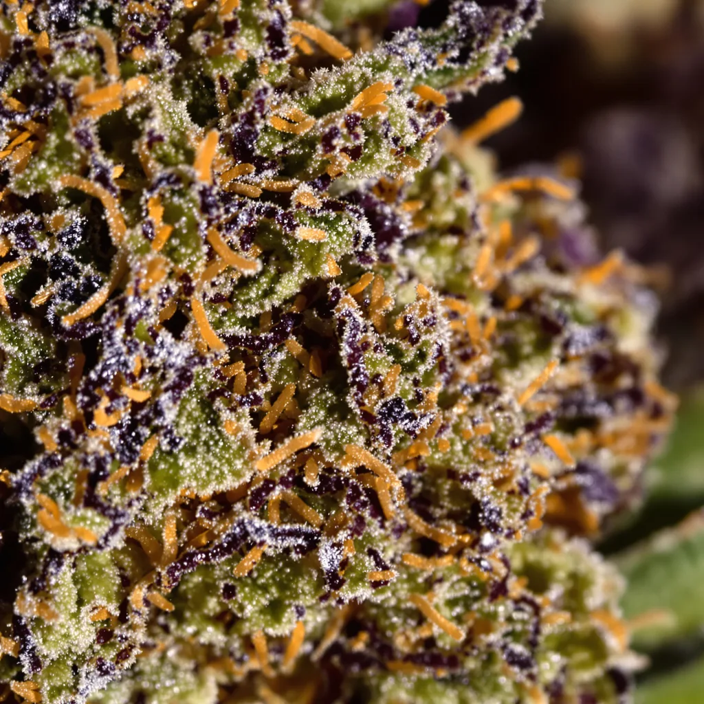 Pure Kush cannabis bud close-up showing dense purple-tinged calyxes